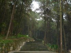 -铁山坪森林公园