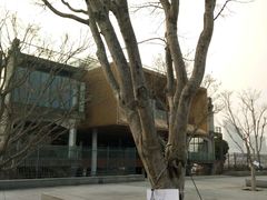商业区广场的日本红枫-梅赛德斯-奔驰文化中心商业区域(世博大道店)