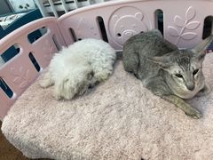 -萌兽医馆·眼科·异宠专科(三里屯店)