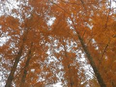 -白鹭湾湿地公园