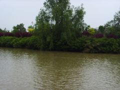-大湾区中央湿地公园