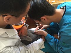 -瑞派宠物医院·24小时骨科·心脏·核磁(哈尔滨南岗店)