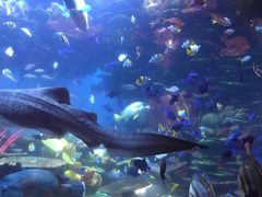 -迪拜帆船酒店海底餐厅