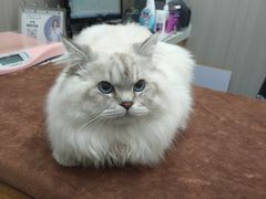 -佑安动物医院·全科·内窥镜中心(幸福巷店)