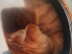 -艾贝尔宠物医院·24H转诊中心·肿瘤猫专科(江宁双龙店)