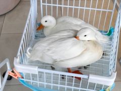 -怪兽屋·羊驼·猫咖·狗咖(俊华广场店)