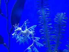 海龙-瑞普利水族馆