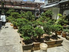 -西双版纳原始森林公园