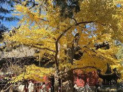 -红螺寺