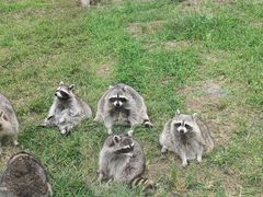 -秦皇岛野生动物园
