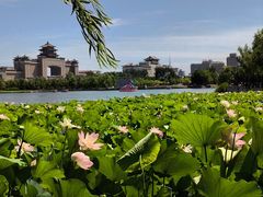-莲花池公园
