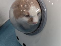 -宠颐生宠物医院·异宠猫科内科·诊疗中心宠巢店