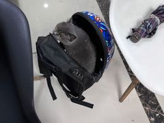 -宠颐生嘉德动物医院