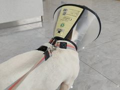 -安安宠医·臻爱宠物医院·宠保定点(营门口路分院)