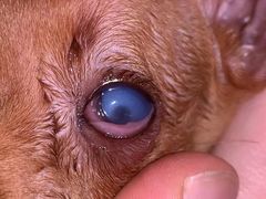 -芭比堂动物医院·犬猫全科·异宠专科(雁塔分院)