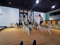 -Husky Go! 哈士奇体验馆·宠物咖啡厅狗咖