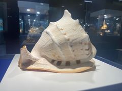 -贝壳王国博物馆