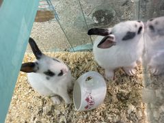 -宠物星动物医院·眼科·异宠·猫科(江南大道总院)