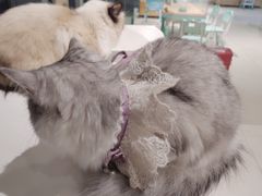 -怪兽屋·羊驼·猫咖·狗咖(俊华广场店)