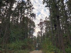 -青龙山国家森林公园