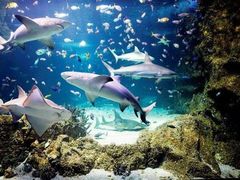 -悉尼海洋生物水族馆