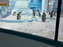 -哈尔滨极地公园