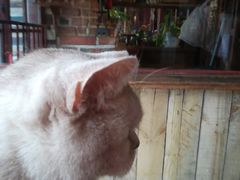 -壹六猫窝(谷德店)