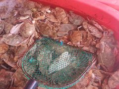 -芦潮港集贸市场