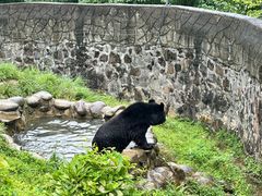 -都江堰中华大熊猫苑