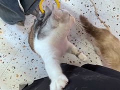-毛绒耶耶撸宠馆·猫咖·狗咖·荷兰猪咖