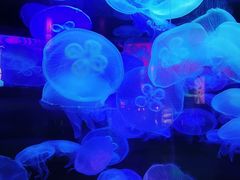 -太平洋海底世界