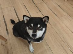 -是阿柴呀！柴犬咖啡·爱喵喵猫咖