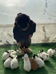 -萌宠亲子动物乐园(槐房万达店)