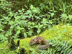 -五营红松林海景区