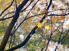 -秋霞圃