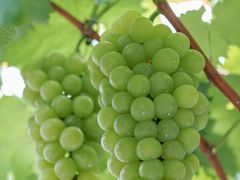 -金谷域澳洲庄园