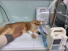 -达爱动物医院·犬猫分区·CT·复杂眼科(远洋山水分院)