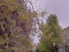 -秋霞圃