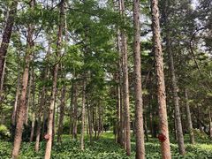-黑龙江省森林植物园