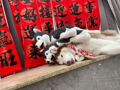 -星多哈·狗咖·拼豆·咖啡
