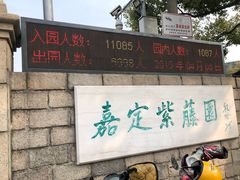 -嘉定紫藤园