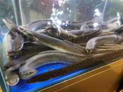 -本炙炭烤·蒲烧活鳗料理店(金沙洲店)