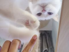 -MOYOYO猫咪咖啡店