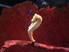 -暹罗海洋世界