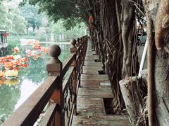 -荔湾湖公园
