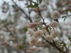 -天适樱花悠乐园