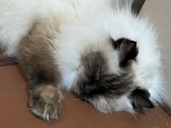 -MOCHA明星猫咖(田子坊店)