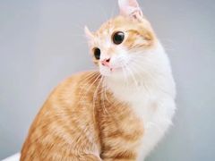 -东方名猫馆·英短金渐层布偶猫舍(环线广场1号楼店)