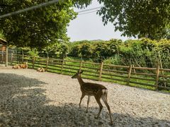 -苏州太湖西山岛开心农场