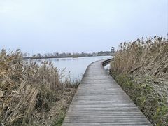 -盐城丹顶鹤湿地生态旅游区